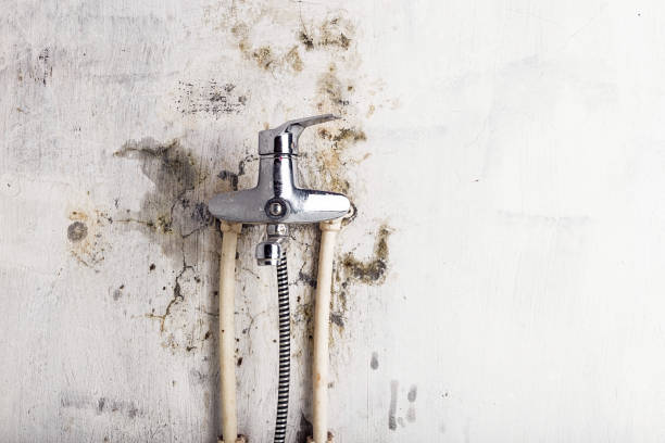 Best Black Mold Removal  in Elizabethtown, NC