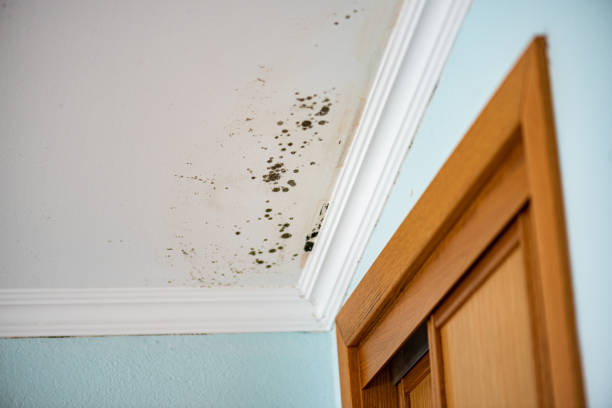 Best Home Mold Removal  in Elizabethtown, NC